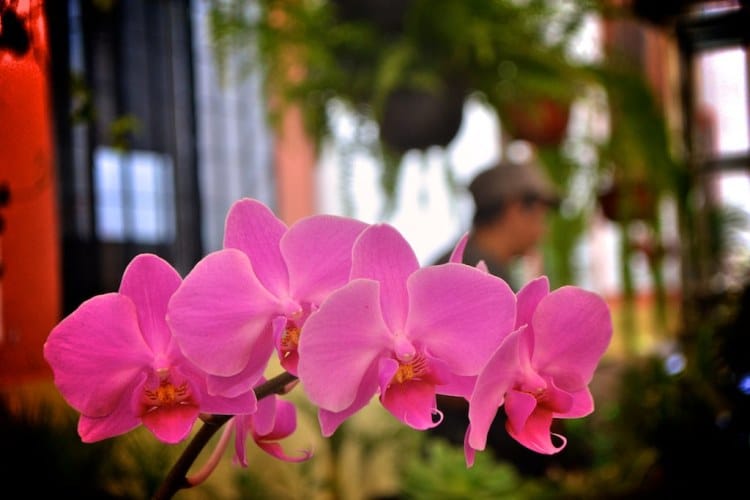 Caring for Orchids Free Press of Jacksonville