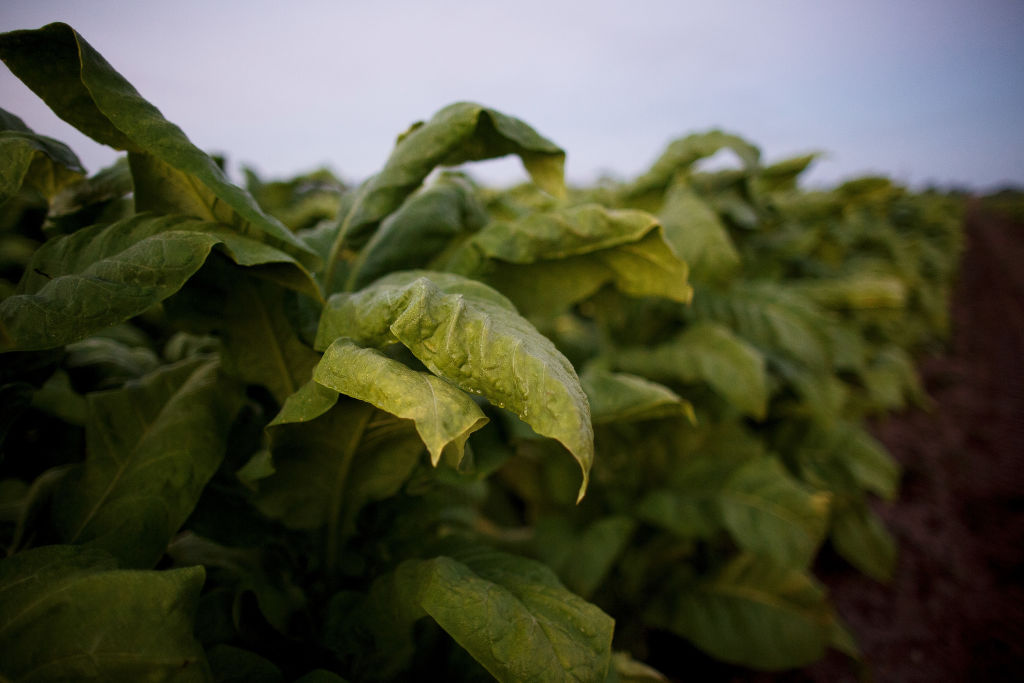 Africa’s Tobacco-Dependent Economies Struggle To Find Alternatives