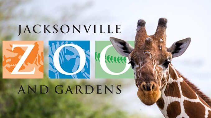 jacksonvilleZooGiraffe