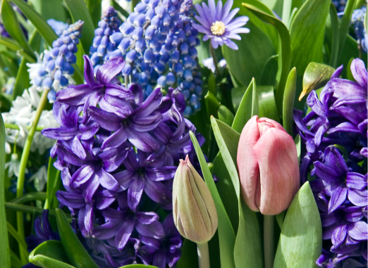 joy-of-flower-bulbs-1
