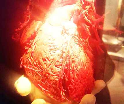 Ballys Body Exhibit Heart Health