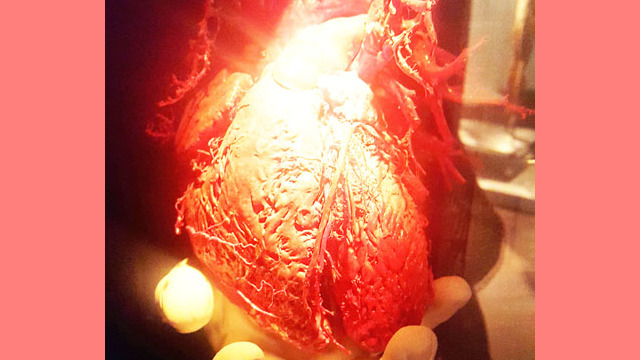 Ballys Body Exhibit Heart Health