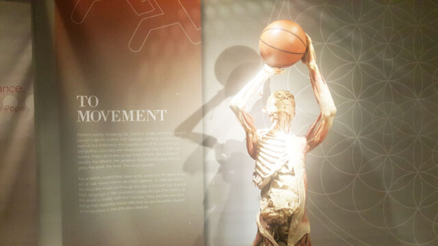 Ballys Bodies Exhibit f)