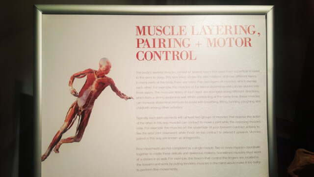 Bally's Body Exhibit c)