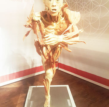 Bally's Body Exhibit b)